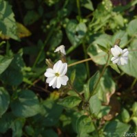 Browallia americana L.